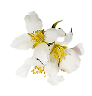 Feature background