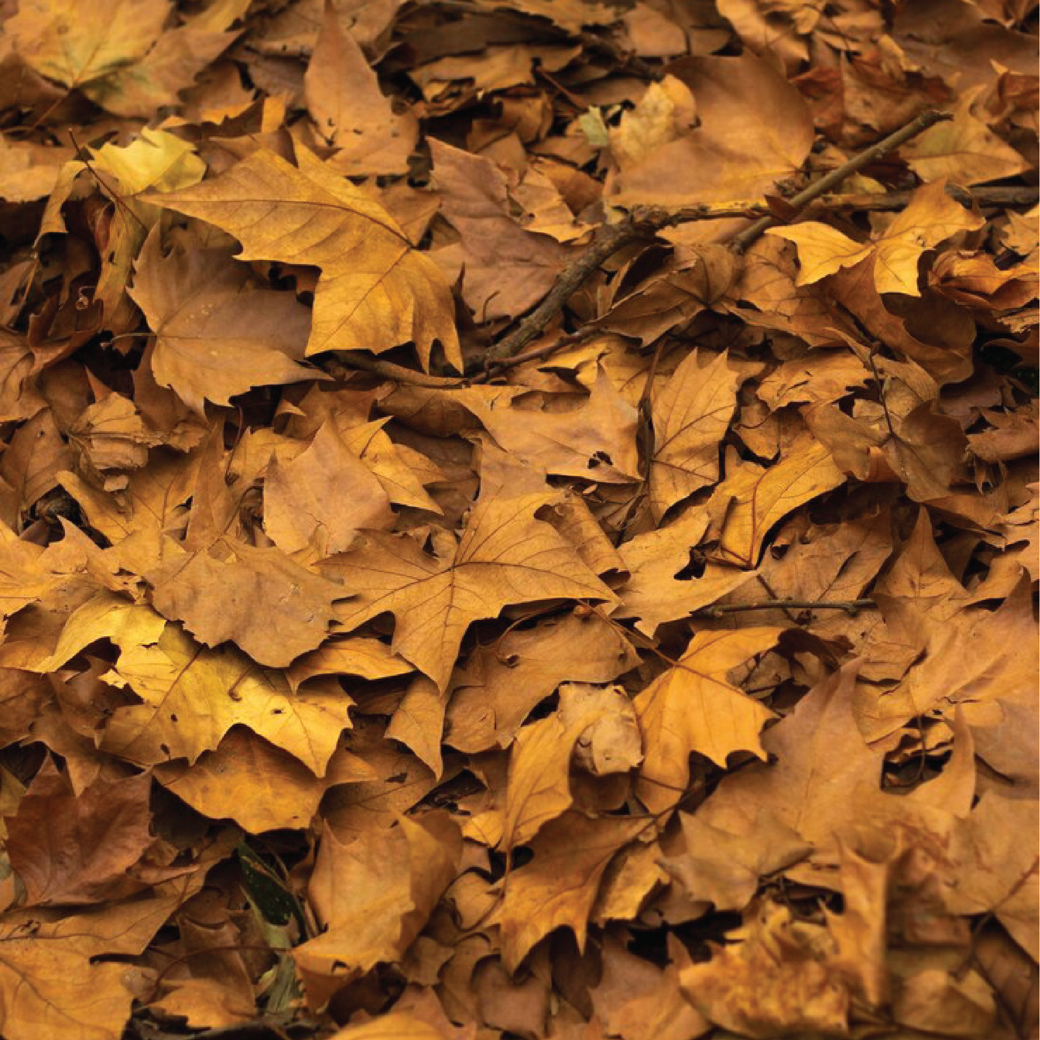 Fall collection